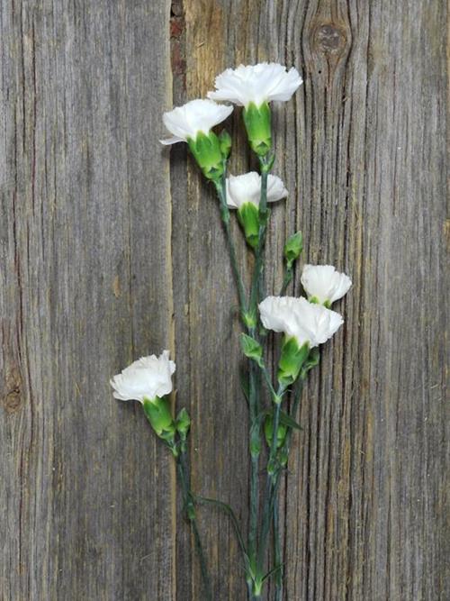 TARIFA WHITE MINI CARNATIONS